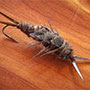 Stone Fly